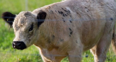 Vše o jakutských kravách