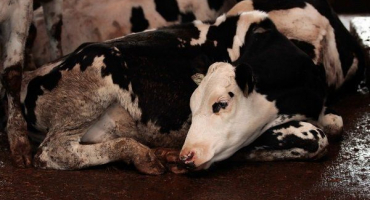 Vše o leukémii u krav: způsoby infekce, příznaky a jaké je nebezpečí?