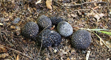 Vše o letním lanýži - charakteristika, pravidla sběru, vlastnosti pěstování