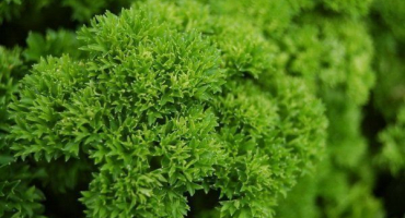 Vše o kadeřavé petržele: od výsadby po sklizeň