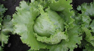 Vše o pěstování ledového salátu: od sázení semen až po sklizeň