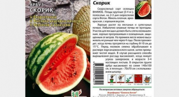 Vše o melounu skorik - vlastnosti výsadby a pěstování