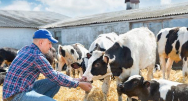 Úvod do stravy vitamínů krav