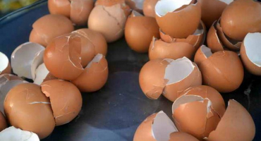 Sbíráte vaječné skořápky na letní sídlo? Je to nutné