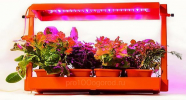Výběr fytolampy pro rostliny
