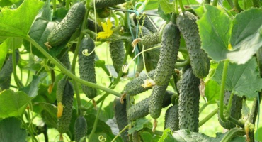 Výběr různých okurek pro výsadbu v otevřeném terénu v roce 2022