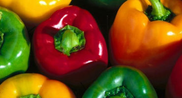 Výběr odrůd sladké papriky: třešeň, bulharská, dominátor a další