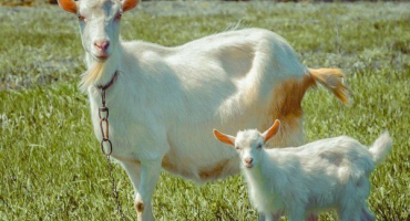 Výběr kozy a kůzlátka: doporučení pro nákup a výběr plemene