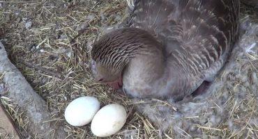 Výběr stravy pro husy před začátkem reprodukčního období