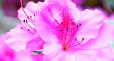 Výběr odrůd, výsadba a péče o rododendron v leningradské oblasti