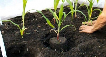 Výběr stanoviště, pěstování a péče o sazenice pro množení kukuřice