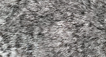 Obvaz z králičí kůže