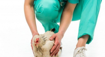 Prolaps vejcovodů u kuřat