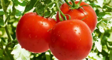 Rajčata pěstujeme podle metody moudrého letního obyvatele - vysoké odrůdy