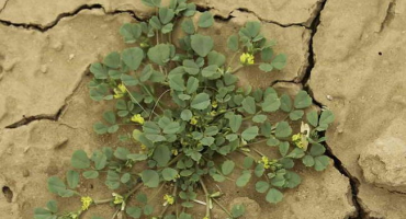 Vypěstujte si na zahradě houbové koření | pískavice řecké seno