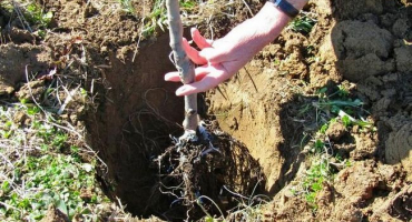 Pěstování meruněk na uralu na otevřeném poli, popis zimovzdorných odrůd a péče