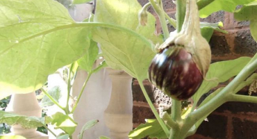 Pěstování lilku je delikátní záležitost