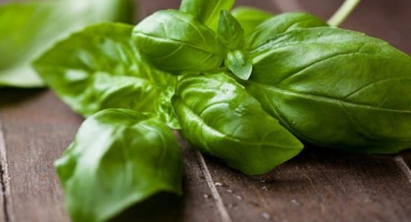 Pěstování bazalky ze semen a péče v zemi na otevřeném poli