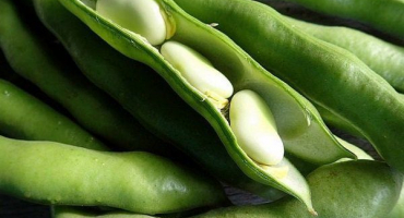 Pěstování bílých fazolí: výsadba, péče, choroby a škůdci