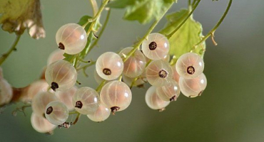 Pěstování bílého rybízu: od výsadby po sklizeň