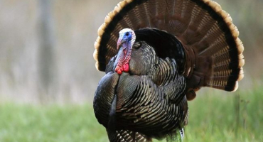 Pěstování brojlerových krůt: výběr plemene a pokyny k údržbě