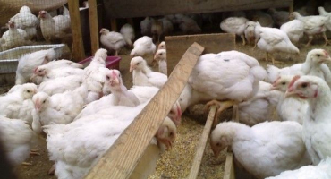 Pěstování brojlerů v zemi