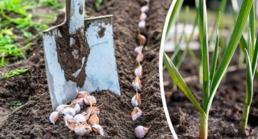 Pěstování česneku venku