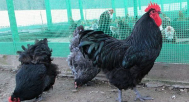 Chov dresových obřích kuřat na dvorku