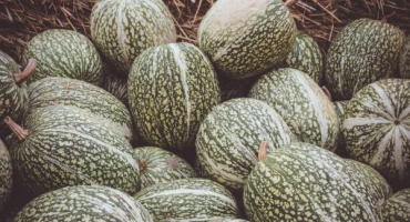 Pěstování tykve fíkovolisté