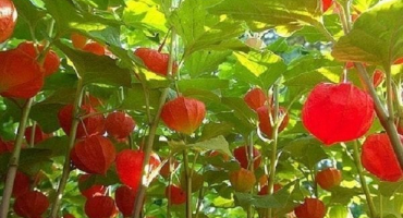 Pěstování physalis doma, výběr odrůdy a další péče o rostlinu