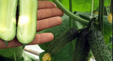 Pěstování, charakteristika a popis odrůd keřové okurky pro otevřenou půdu