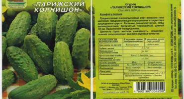 Pěstování, charakteristika a popis odrůdy pařížské okurky