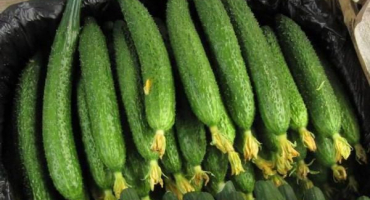 Pěstování a popis odrůdy čínské hadí okurky