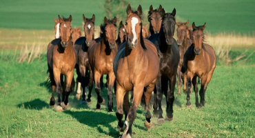 Chov a chov koní na maso