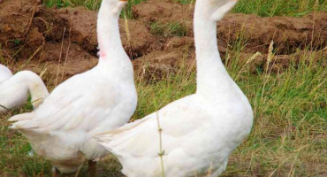 Pěstování a chov hus linda doma