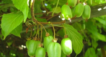 Pěstování a péče o aktinidii na sibiři, popis nejlepších odrůd kiwi