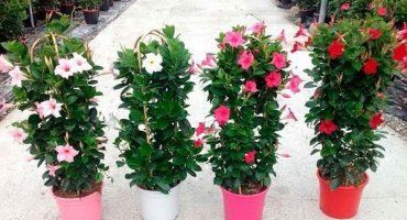 Pěstování a péče o diplopii doma, způsoby reprodukce