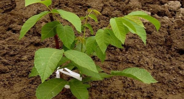 Pěstování a péče o vlašské ořechy na sibiři, pravidla přípravy na zimu