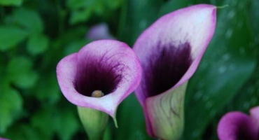 Pěstování a péče o lilie kala doma, boj proti nemocem