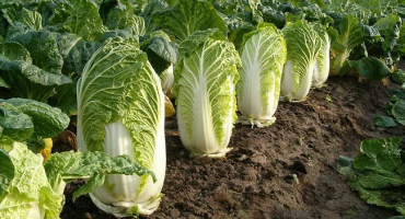 Pěstování a péče o čínské zelí na otevřeném poli na zahradě