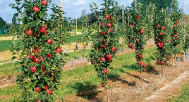 Pěstování a péče o sloupovou jabloň, na jakou vzdálenost zasadit