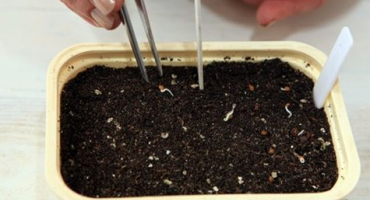 Pěstování a péče o vytrvalá rajčata na parapetu a na zahradě