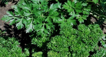 Pěstování a péče o petržel na otevřeném poli, jak a kolik roste