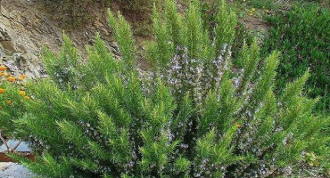 Pěstování a péče o rozmarýn na otevřeném poli v moskevské oblasti