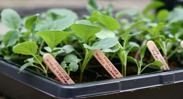 Pěstování a péče o zelí savoy venku