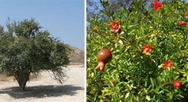 Pěstování ze semen a péče o trpasličí granátové jablko kartágo doma