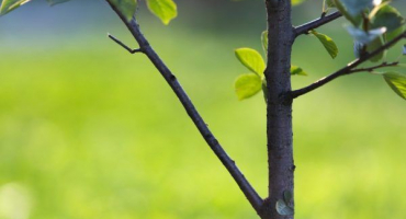 Pěstování jablečného lobo