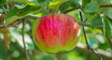 Pěstování jabloně orlovim
