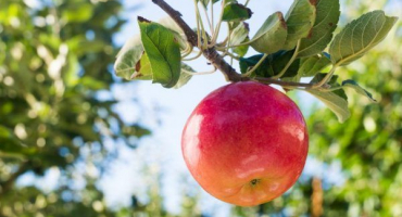 Pěstování vánoční jabloně