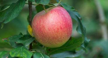 Pěstování jabloně zhigulevskoe